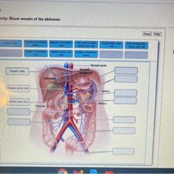 Labeling activity external overview heart anatomy anterior cardiac chegg homework transcribed text show right