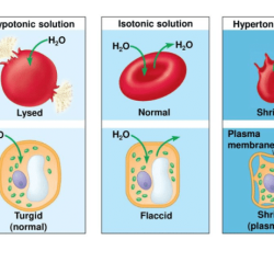 Which microscopic field contains a hypertonic solution