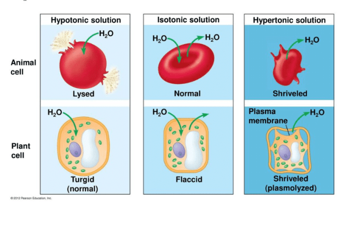 Which microscopic field contains a hypertonic solution